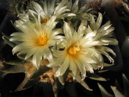 ariocarpus trigonus 9