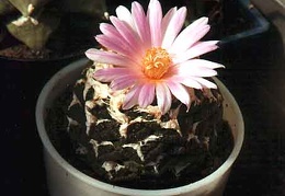 Ariocarpus (Roseocactus) fissuratus