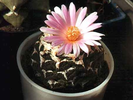 Ariocarpus (Roseocactus) fissuratus