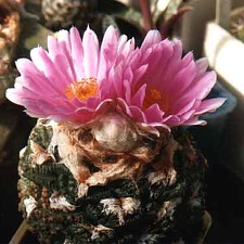 Ariocarpus (Roseocactus) fissuratus