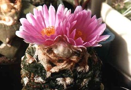 Ariocarpus (Roseocactus) fissuratus