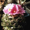 Ariocarpus (Roseocactus) fissuratus