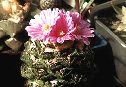 Ariocarpus (Roseocactus) fissuratus