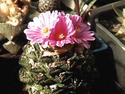 Ariocarpus (Roseocactus) fissuratus