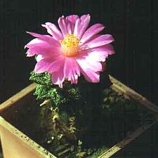 Ariocarpus (Roseocactus) fissuratus v. hintonii