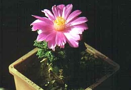 Ariocarpus (Roseocactus) fissuratus v. hintonii