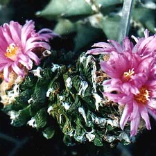 Ariocarpus (Roseocactus) fissuratus