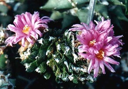 Ariocarpus (Roseocactus) fissuratus