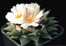 Ariocarpus furfuraceus