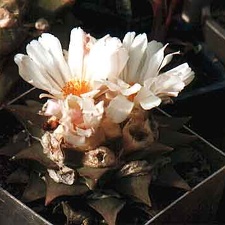 Ariocarpus furfuraceus