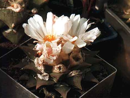 Ariocarpus furfuraceus