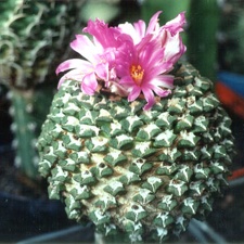 Ariocarpus (Roseocactus) kotschoubeyanus v. elephantidens