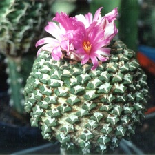 Ariocarpus (Roseocactus) kotschoubeyanus v. elephantidens