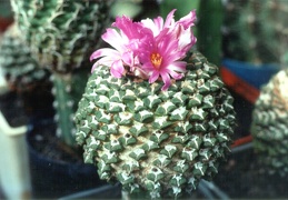 Ariocarpus (Roseocactus) kotschoubeyanus v. elephantidens