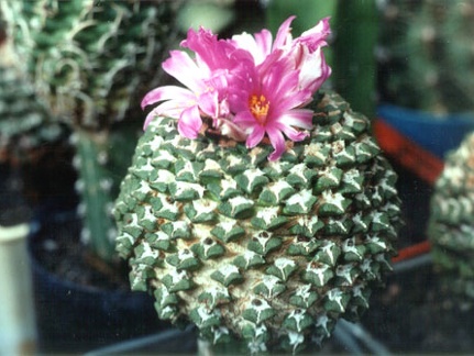 Ariocarpus (Roseocactus) kotschoubeyanus v. elephantidens