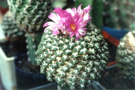 Ariocarpus (Roseocactus) kotschoubeyanus v. elephantidens