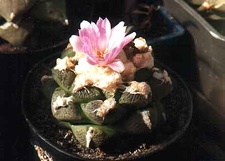 Ariocarpus (Roseocactus) fissuratus v. lloydii