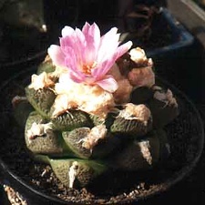 Ariocarpus (Roseocactus) fissuratus v. lloydii