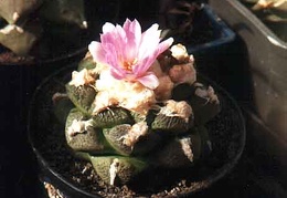 Ariocarpus (Roseocactus) fissuratus v. lloydii