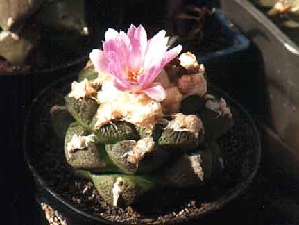 Ariocarpus (Roseocactus) fissuratus v. lloydii