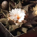 Ariocarpus retusus