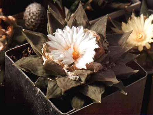 Ariocarpus retusus
