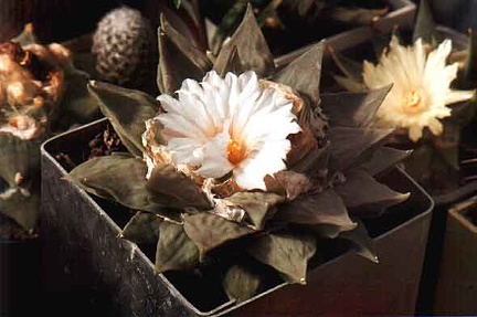 Ariocarpus retusus