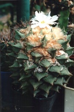 Ariocarpus retusus
