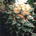 Ariocarpus retusus
