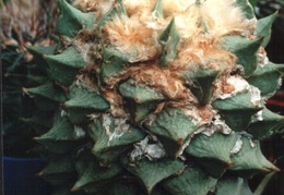 Ariocarpus retusus