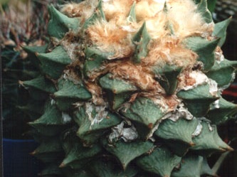 Ariocarpus retusus