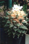 Ariocarpus retusus