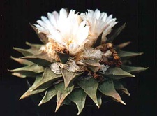 Ariocarpus retusus v. elongatus