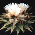 Ariocarpus retusus v. elongatus