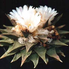 Ariocarpus retusus v. elongatus