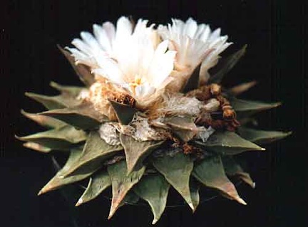 Ariocarpus retusus v. elongatus