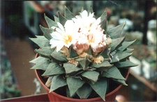 Ariocarpus retusus v. elongatus