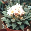 Ariocarpus retusus v. elongatus