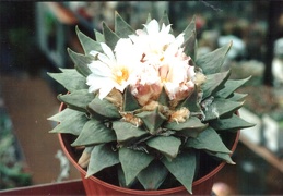 Ariocarpus retusus v. elongatus