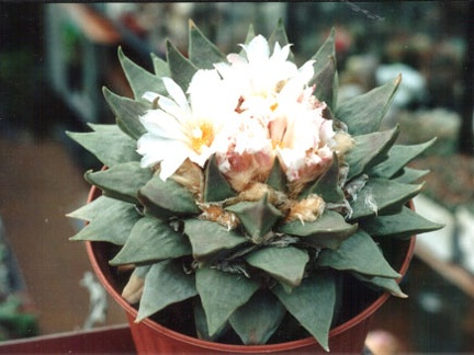 Ariocarpus retusus v. elongatus
