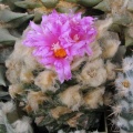 roseocactus fissuratus 1