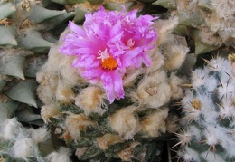 roseocactus fissuratus 1