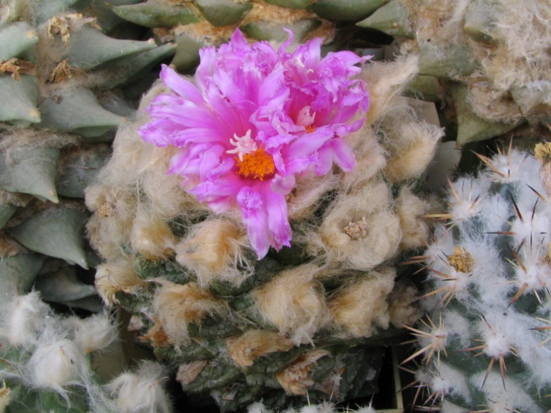 roseocactus fissuratus 1