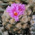 roseocactus_fissuratus_1.jpg