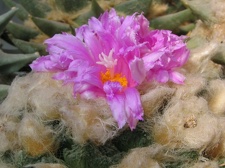roseocactus fissuratus 2