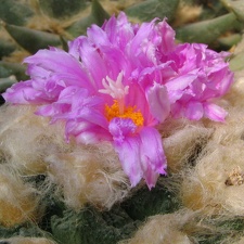 roseocactus fissuratus 2