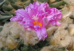 roseocactus fissuratus 2