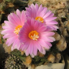 roseocactus fissuratus 3