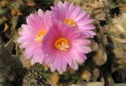 roseocactus fissuratus 3