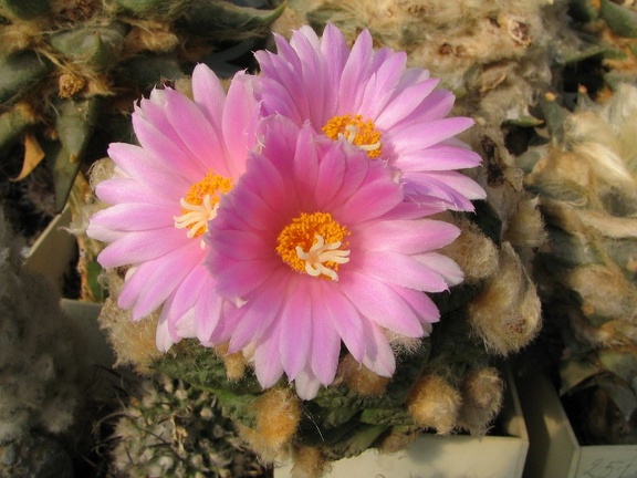 roseocactus fissuratus 3